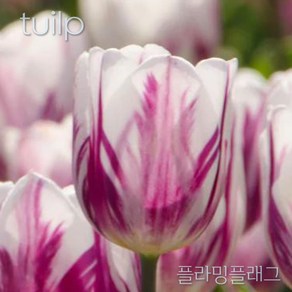 스트라이프 튤립(Stripe Tulip) 추식 구근 입고 금강원예