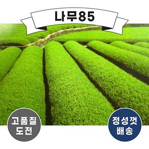 (나무85) 녹차나무 4치장포트, 1개