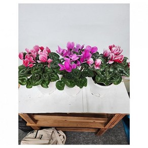 베하몰 실내 화초 1+1+1 시클라멘 중품 약30cm, 3개