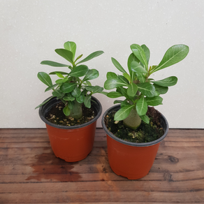 [용이네 화원] 바오밥나무 석화 바오밥 [2개묶음 1+1 무료배송] 포인세티아 크리스마스 꽃 10cm화분 농원 천리향 만리향 게발 베고니아 스킨 호야 난 석화 099, 2개, 랜덤