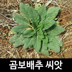 곰보배추씨앗 곰보배추 씨앗 cabbage seeds 1000알, 1개