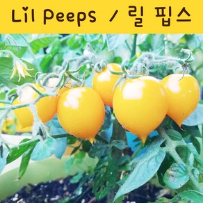 릴 핍스 Lil Peeps 희귀 키작은토마토 난쟁이 토마토 수경재배토마토 교육용 체험용세트