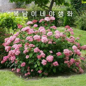수국 핑크애나벨 C5 [1포트 복남이네야생화 모종 목수국 미국아나벨 hydangea], 1개