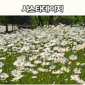 샤스타데이지(3치 포트) 흰꽃 여름 야생화 모종, 1개, 흰색