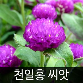 천일홍 씨앗 꽃씨 꽃 천일홍 종자 야생화 씨 100알, 1개