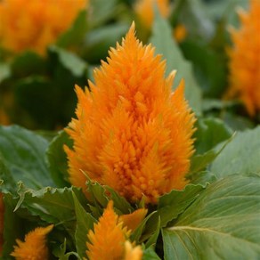 맨드라미 아이스크림 컬러선택 (꽃씨앗/20립)Ice Cream Celosia