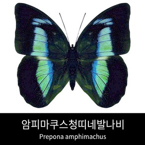 암피마쿠스청띠네발나비표본 Prepona amphimachus