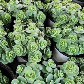 플랜츠영 4개 발송 블로초 불로초 약초식물 10~20cm 99