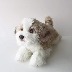 니니와 키노 봉제 장난감 강아지 진짜 거짓말 총 길이 약 40cm 실물 같은 반려동물 (Shih Tzu)