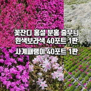 꽃잔디 홍설 분홍 무늬 흰색 에메랄드 사계패랭이 40포트묘, 홍설 40포트 1판, 1세트