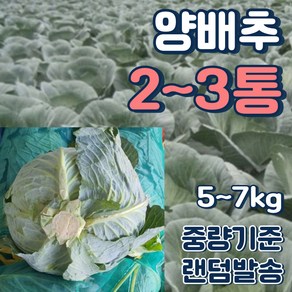 알뜰농장 고랭지 아삭아삭 싱싱 최상품 양배추 1통 (2~3kg내외) 2통(4~5kg내외), 1개, 양배추 1통(2~3kg 내외)