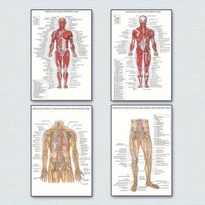 인체해부도 4개 인간 허리와 상하 팔다리 신경계 전면 후면 보기 포스터 전체 신체 근육 해부학 일러스트레이션 벽 예술 무, 1) 20x30cm 액자 없음