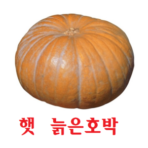 (2024년 첫수확) 햇 늙은호박 노란호박 맷돌호박 4kg~8kg, 23년산 늙은호박 4kg내외(일반늙은호박), 1개