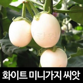 화이트 미니 가지 씨앗 채소 야채 종자 판매 씨 20알