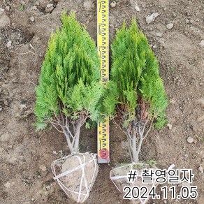 목하원예조경 측백나무 묘목 (황금측백) 60cm 전후분, 1개