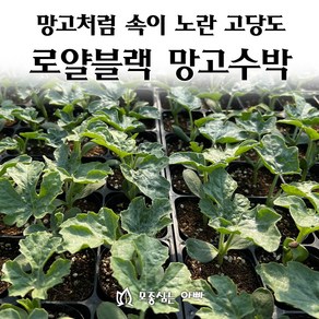 [모종심는아빠] 망고처럼 속이 노란 고당도 로얄블랙 망고수박 모종, 모종, 1개
