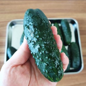 [산지직송] 작지만 더욱 알찬 오이! 미니오이 2kg 글로리아, 1개