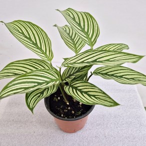 칼라데아 비타타 (10cm화분), 1개