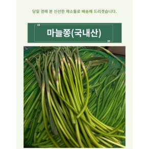 한정수량 신선한 국내산 햇 마늘쫑, 2kg, 1개