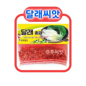 토종 산채 씨앗 종자 27종 모음, 달래씨앗, 1개