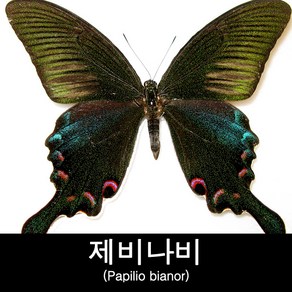 필리핀노란줄점제비나비표본/Papilio demolion, 1개