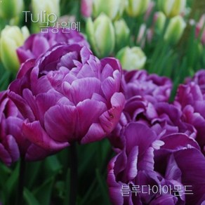 튤립(Tulip) 추식 구근 겹툴립 블루다이아몬드(1set-5구) 금강원예, 1세트