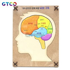 GTCO 인체 퍼즐 뇌의 구조(6pcs)(1인용)-RSA