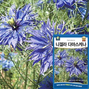 다농 니겔라다마스케나 씨앗 200립 흑종초 니겔라 꽃씨 종자, 1개