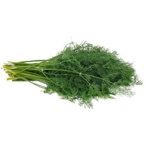 딜 생잎 약 10g DILL 향신료 허브