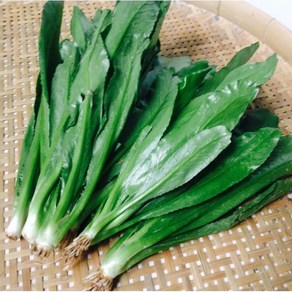 쿨란트로/ngo gai 100g/long coiande/ 아시아 농장 송소희, 1개