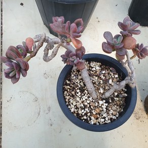 [수암다육] 원종프리티 랜덤발송 Graptosedum 'Bronze' 랜덤발송 다육 다육이 다육식물 518