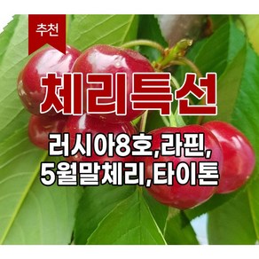 <장원농원> 체리나무 묘목 라핀체리 /타이톤 /러시아8호/ 5월말체리 /왜성대목, 타이톤 체리왜성대목, 1개, (중묘)