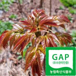 [선녀골] 산지발송 자연산 멈출수없는매력 가죽나물, 1박스, 500g