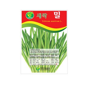 모두다 채소씨앗 새싹밀씨앗(500g), 1개