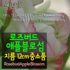 [허브여울제라늄] 로즈버드애플블로섬 (묵은둥이 외목대) 지름 12cm 제라늄 중소품화분, 1개