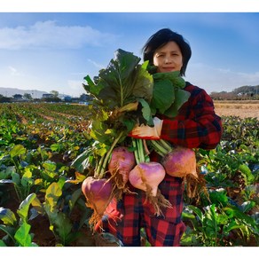 (최상품)꿀순무(무청별도 써비스)강화도 연미농장