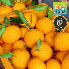 산지직송 제주도 당도보장 한라봉 3kg 5kg 가정용/선물세트, 1박스, 4.5kg, 6.한라봉 로얄 [대과] 4.5kg