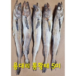 [설악 황태] 통황태 용대리 통황태 5미 (용대리 직송) 국내 자연 건조 통황태 5마리