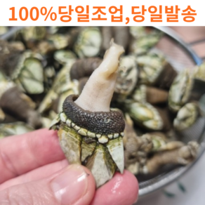 [고니네농수산] 100% 자연산 당일채취 거북손