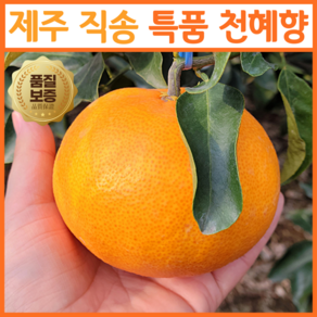 [백화점VIP납품] 제주 천혜향 고당도보장 당일수확발송 산지직송, 1박스, 대과 5kg (11-15과)