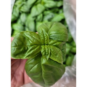 야채왕 향긋한 생바질 스위트바질 생잎 Basil 바실 100g/ 500g - 수도권 충청지역 팀프레시 새벽배송, 바실 1 kg, 1개