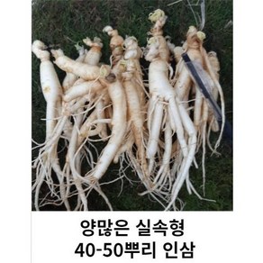 못난이 작은 파삼 세척못난이 40-50뿌리 금산인삼 수삼 파삼 가정용, 1kg 45-55뿌리세척 (0) +못난이대추(30g), 1kg, 1세트