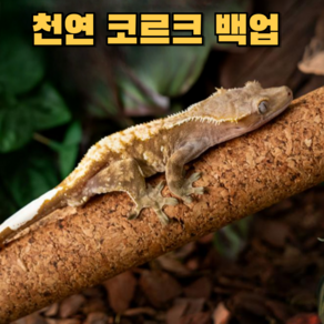 아스티렙 천연 코르크 크레스티드 게코 파충류 백업, 1개, 코르크 30cm