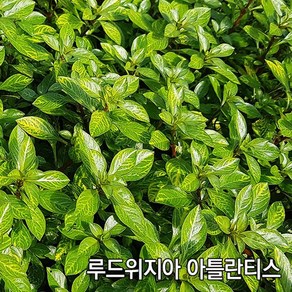 PRFISH 후경수초 암브리아, 3촉, 1개