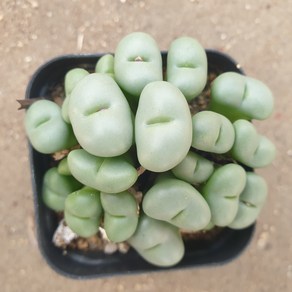 [수암다육] 코노피튬 미뉴튬 랜덤발송 Conophytum minutum 랜덤발송 다육 다육이 다육식물 580 미누툼