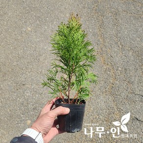 [나무인] 에메랄드그린묘목 키25cm 5개