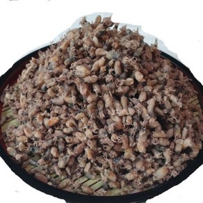 국산 건 꼴뚜기 500g ( 소꼴 특상픔), 1개