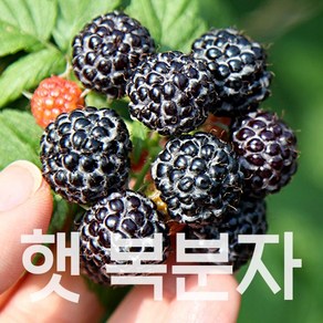 토종 복분자 햇 고창복분자, 1개, 특품 1kg(트레이포장)