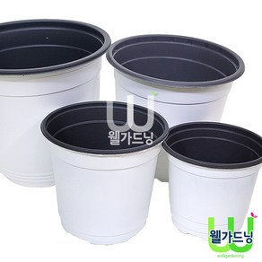 [조이가든] 칼라포트 - 백색 (이색포트), 화이트