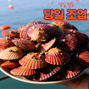 통영 홍 가리비 1kg 제철 선별 비단 캠핑 대왕 구이